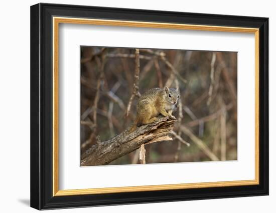 Tree Squirrel (Smith's Bush Squirrel) (Yellow-Footed Squirrel) (Paraxerus Cepapi), Africa-James Hager-Framed Photographic Print