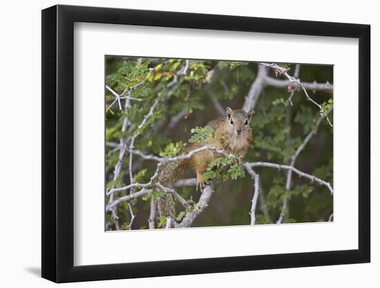 Tree Squirrel (Smith's Bush Squirrel) (Yellow-Footed Squirrel) (Paraxerus Cepapi), Africa-James Hager-Framed Photographic Print