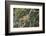 Tree Squirrel (Smith's Bush Squirrel) (Yellow-Footed Squirrel) (Paraxerus Cepapi), Africa-James Hager-Framed Photographic Print