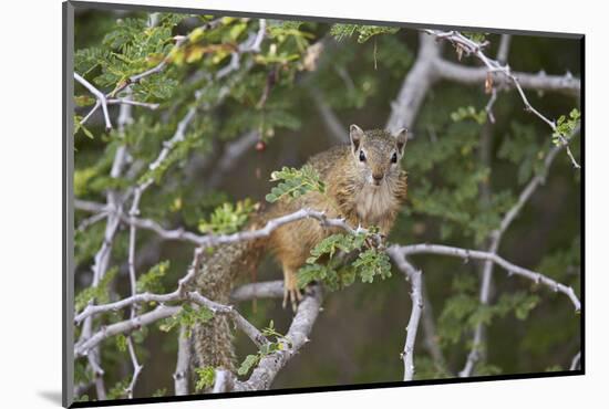 Tree Squirrel (Smith's Bush Squirrel) (Yellow-Footed Squirrel) (Paraxerus Cepapi), Africa-James Hager-Mounted Photographic Print