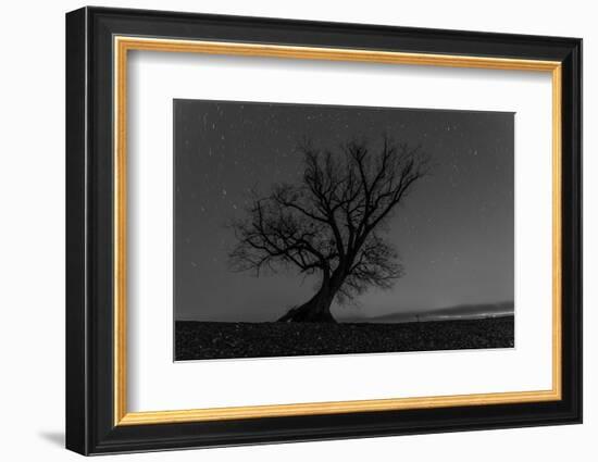 Tree, Star Tracks-Jurgen Ulmer-Framed Photographic Print