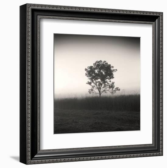 Tree, Study #3-Andrew Ren-Framed Art Print