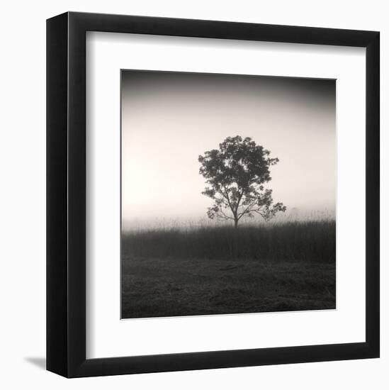 Tree, Study #3-Andrew Ren-Framed Art Print