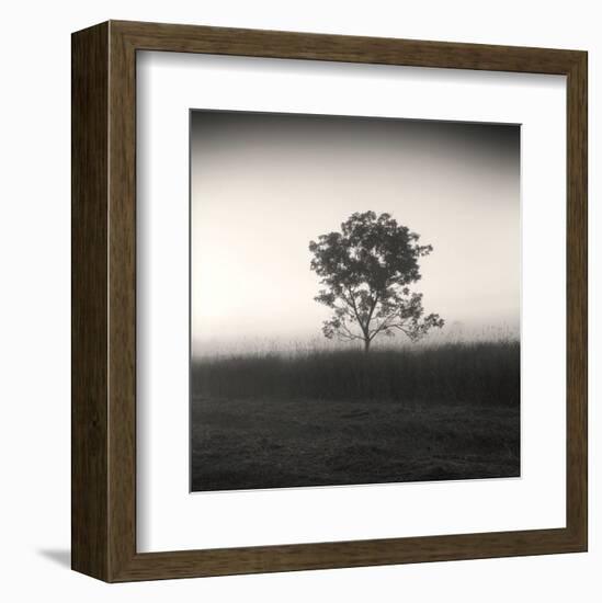 Tree, Study #3-Andrew Ren-Framed Art Print