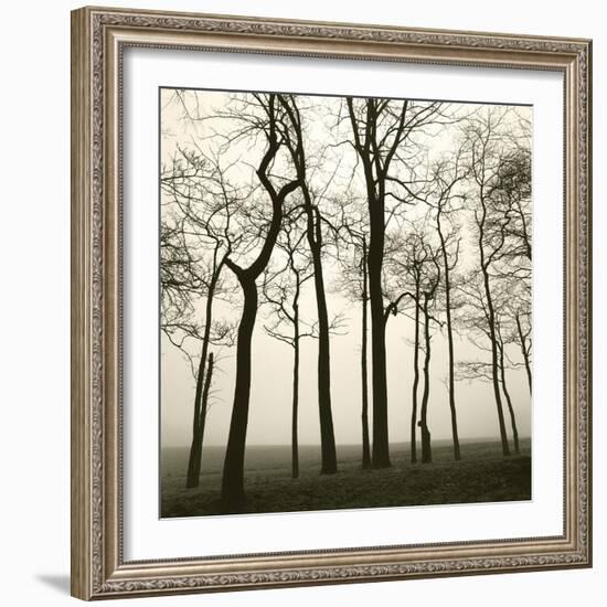 Tree Study I-Michael Kahn-Framed Giclee Print