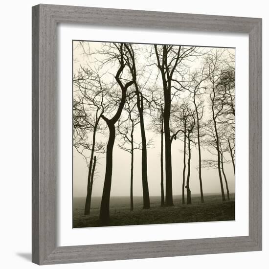 Tree Study I-Michael Kahn-Framed Giclee Print