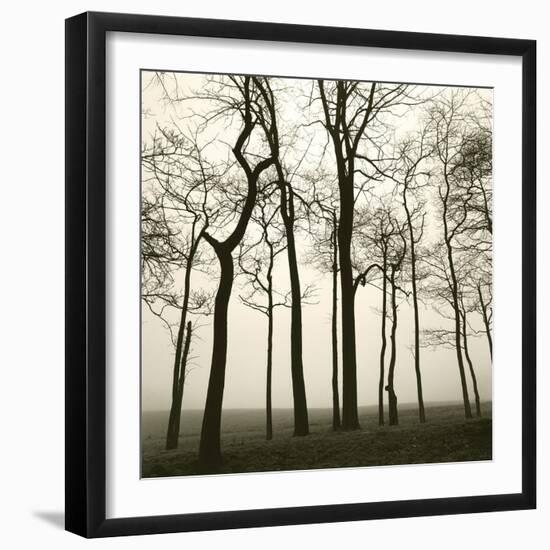 Tree Study I-Michael Kahn-Framed Giclee Print