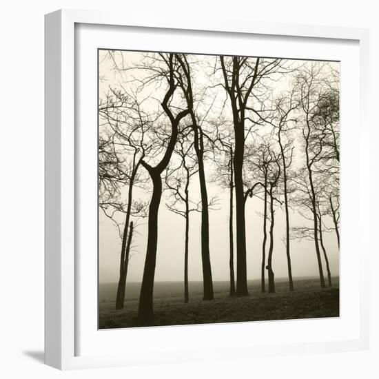 Tree Study I-Michael Kahn-Framed Giclee Print