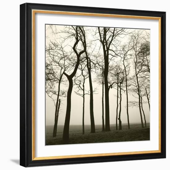 Tree Study I-Michael Kahn-Framed Giclee Print