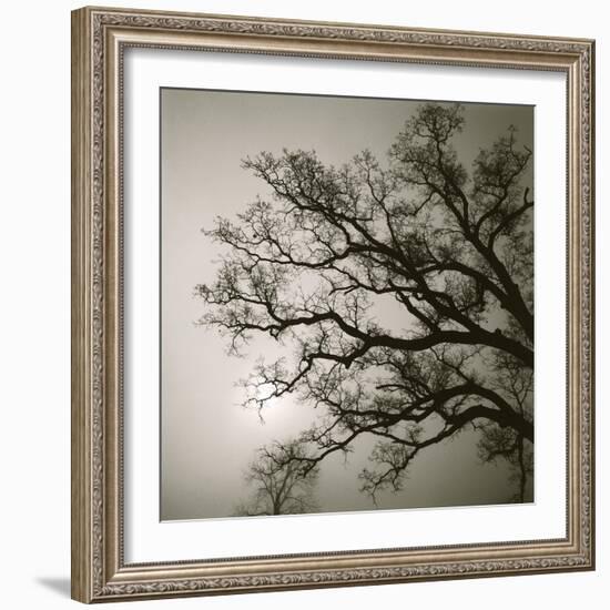 Tree Study II-Michael Kahn-Framed Giclee Print