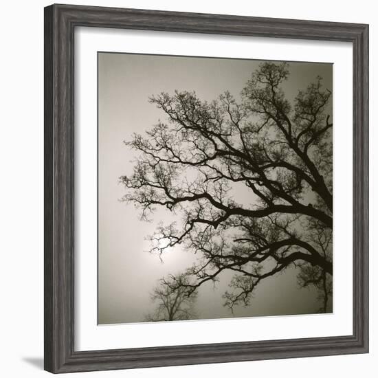 Tree Study II-Michael Kahn-Framed Giclee Print