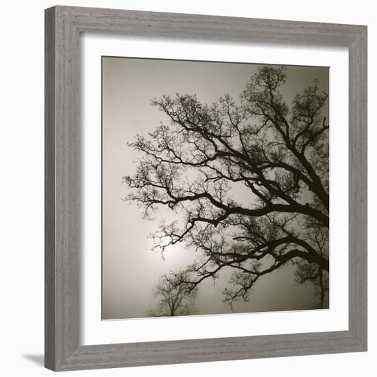 Tree Study II-Michael Kahn-Framed Giclee Print