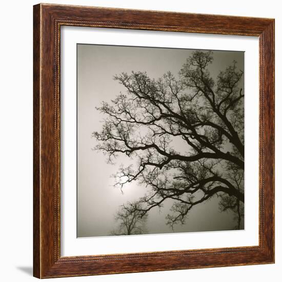 Tree Study II-Michael Kahn-Framed Giclee Print