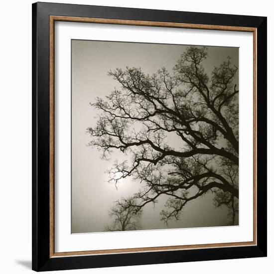 Tree Study II-Michael Kahn-Framed Giclee Print