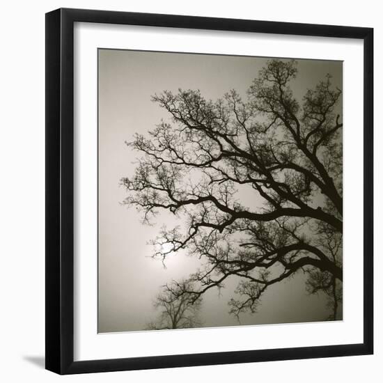 Tree Study II-Michael Kahn-Framed Giclee Print