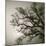 Tree Study II-Michael Kahn-Mounted Giclee Print