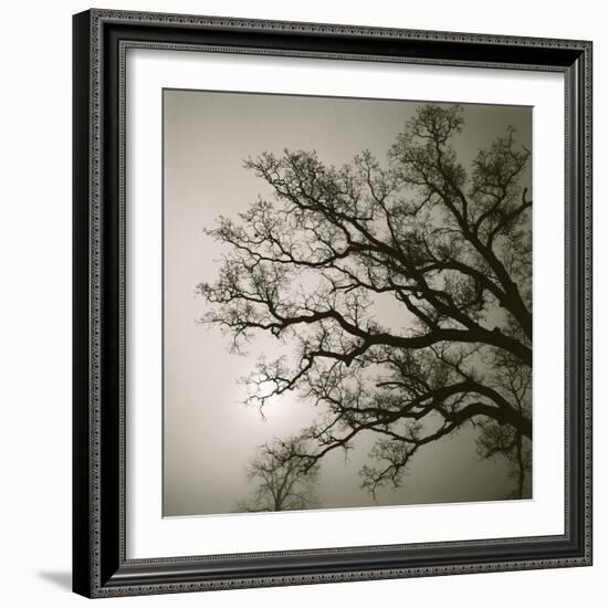Tree Study II-Michael Kahn-Framed Giclee Print