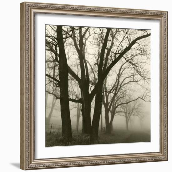 Tree Study III-Michael Kahn-Framed Giclee Print