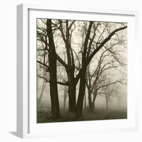 Tree Study III-Michael Kahn-Framed Giclee Print