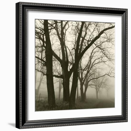 Tree Study III-Michael Kahn-Framed Giclee Print