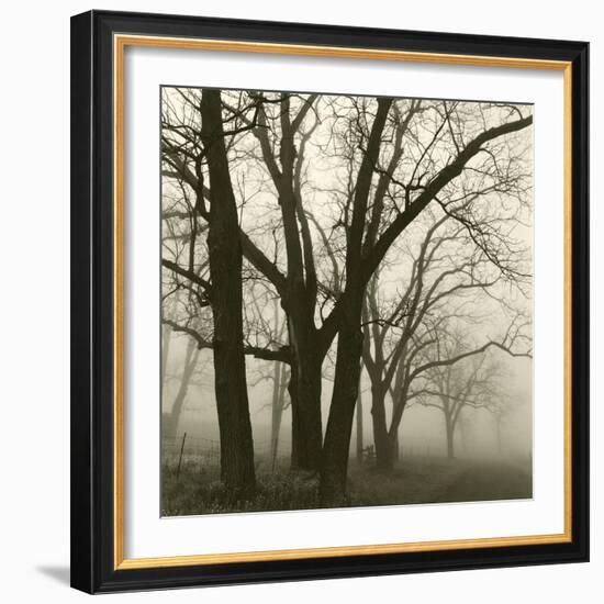 Tree Study III-Michael Kahn-Framed Giclee Print