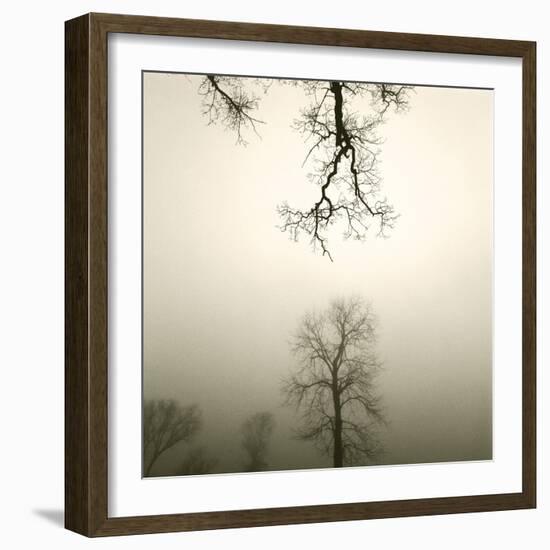 Tree Study IV-Michael Kahn-Framed Giclee Print