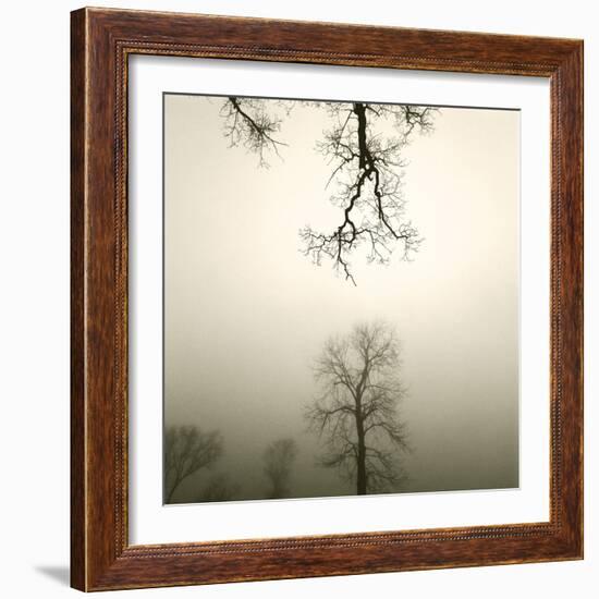 Tree Study IV-Michael Kahn-Framed Giclee Print