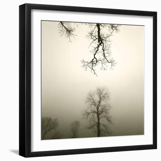 Tree Study IV-Michael Kahn-Framed Giclee Print