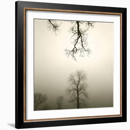 Tree Study IV-Michael Kahn-Framed Giclee Print