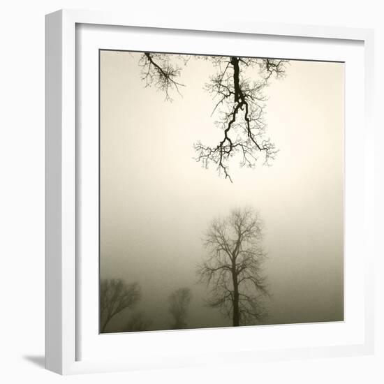 Tree Study IV-Michael Kahn-Framed Giclee Print