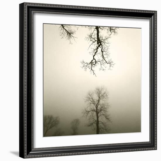 Tree Study IV-Michael Kahn-Framed Giclee Print