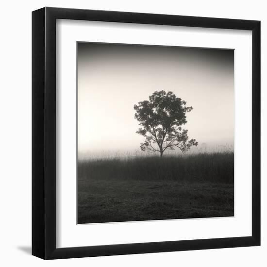 Tree, Study, no. 3-Andrew Ren-Framed Giclee Print