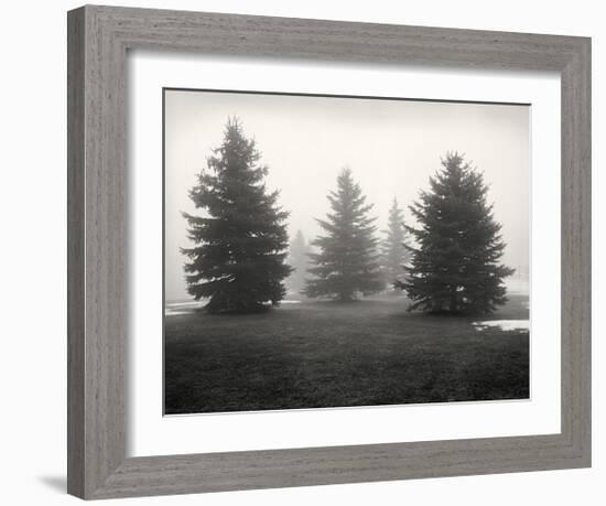 Tree, Study, no. 6-Andrew Ren-Framed Giclee Print