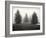 Tree, Study, no. 6-Andrew Ren-Framed Giclee Print
