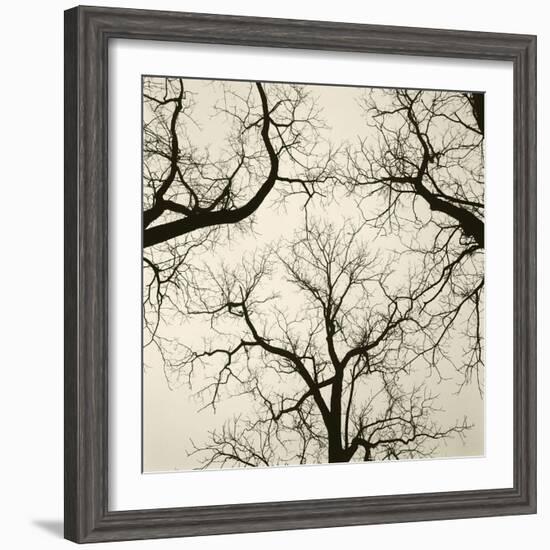 Tree Study V-Michael Kahn-Framed Giclee Print