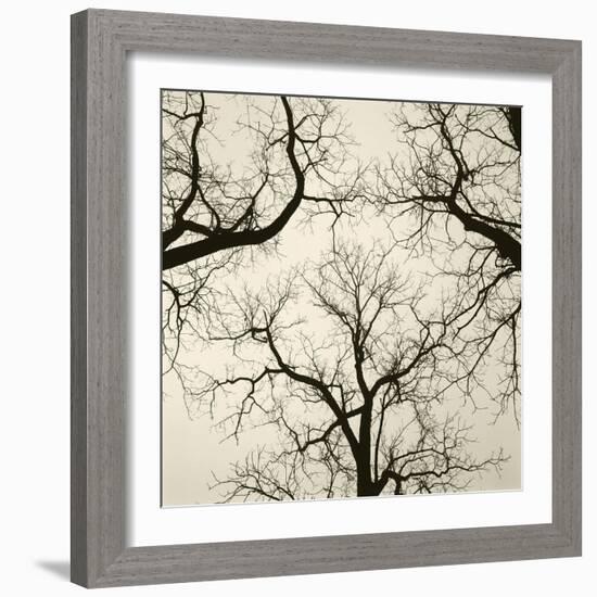 Tree Study V-Michael Kahn-Framed Giclee Print