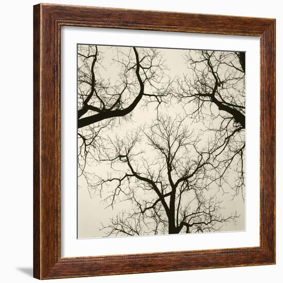 Tree Study V-Michael Kahn-Framed Giclee Print