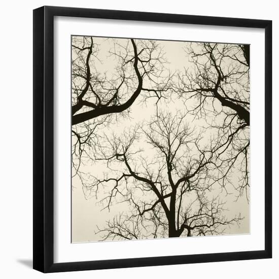 Tree Study V-Michael Kahn-Framed Giclee Print