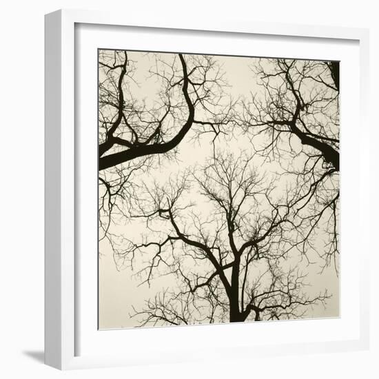 Tree Study V-Michael Kahn-Framed Giclee Print