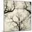 Tree Study V-Michael Kahn-Mounted Giclee Print