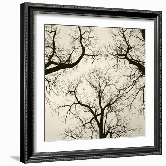 Tree Study V-Michael Kahn-Framed Giclee Print