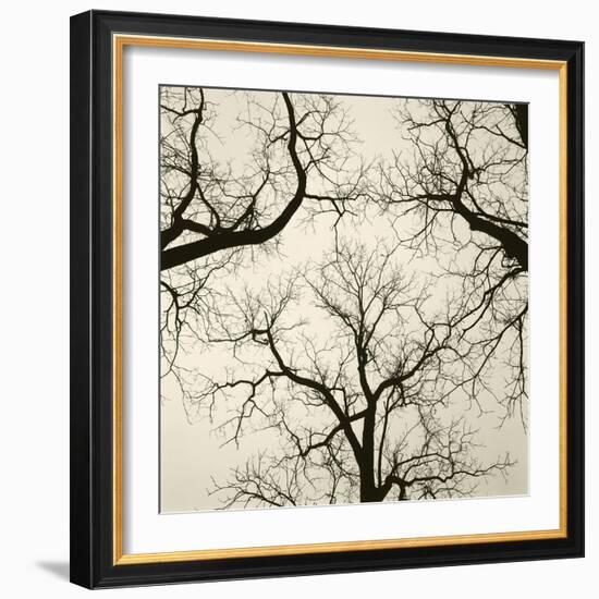 Tree Study V-Michael Kahn-Framed Giclee Print
