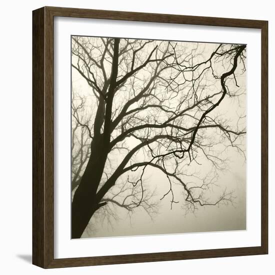 Tree Study VI-Michael Kahn-Framed Giclee Print