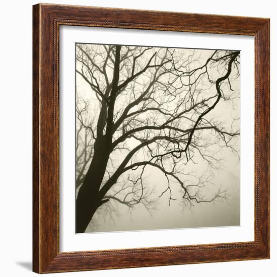 Tree Study VI-Michael Kahn-Framed Giclee Print