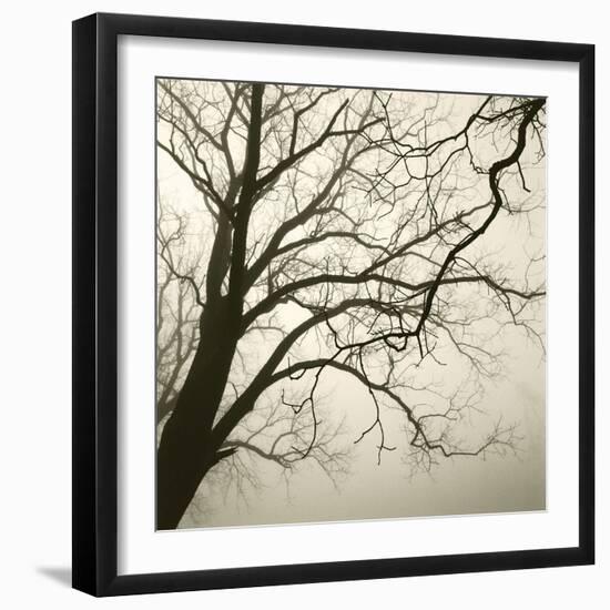 Tree Study VI-Michael Kahn-Framed Giclee Print