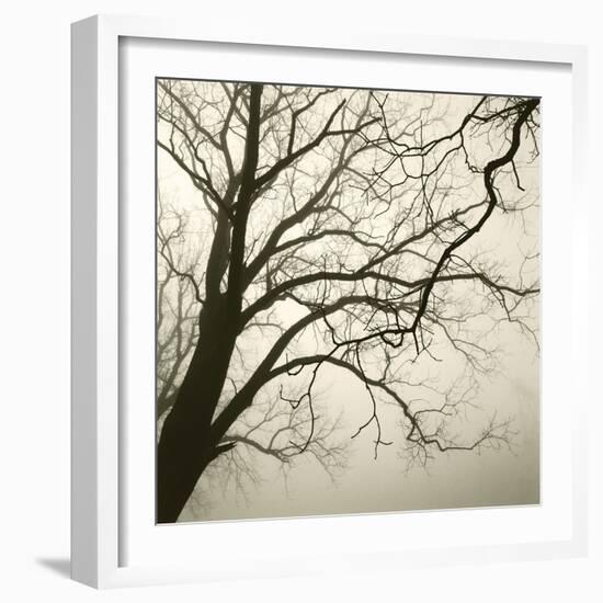 Tree Study VI-Michael Kahn-Framed Giclee Print