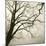 Tree Study VI-Michael Kahn-Mounted Giclee Print