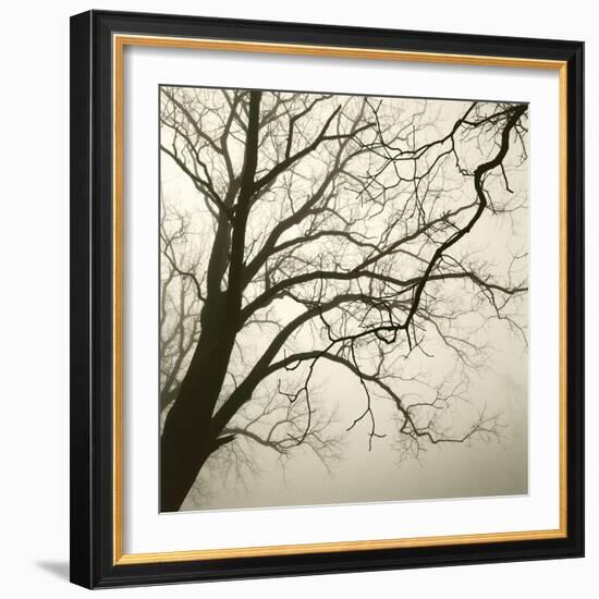 Tree Study VI-Michael Kahn-Framed Giclee Print