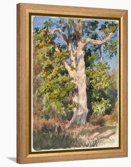 Tree Study (W/C)-Rosa Bonheur-Framed Premier Image Canvas