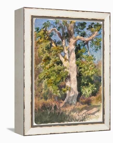 Tree Study (W/C)-Rosa Bonheur-Framed Premier Image Canvas